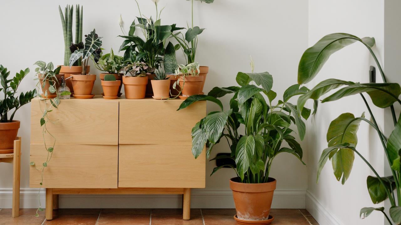 Las plantas que debes tener en el baño si deseas combatir la humedad, el moho y el mal olor